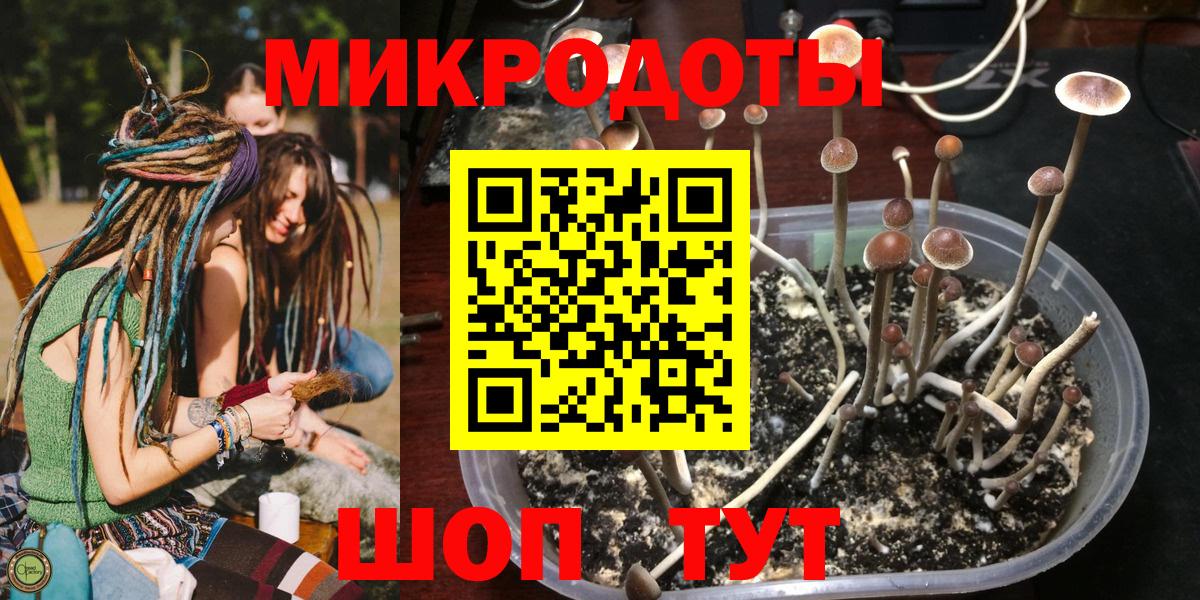 Галлюциногенные грибы Psilocybe Балтийск